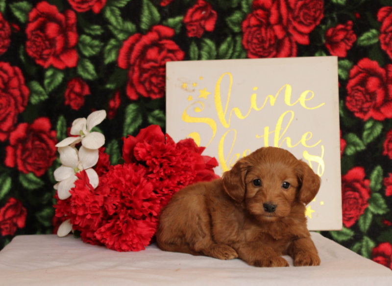 puppy, for, sale, Mini Goldendoodle F2, Matthew B. Stoltzfus, dog, breeder, Gap, PA, dog-breeder, puppy-for-sale, forsale, nearby, find, puppyfind, locator, puppylocator, aca